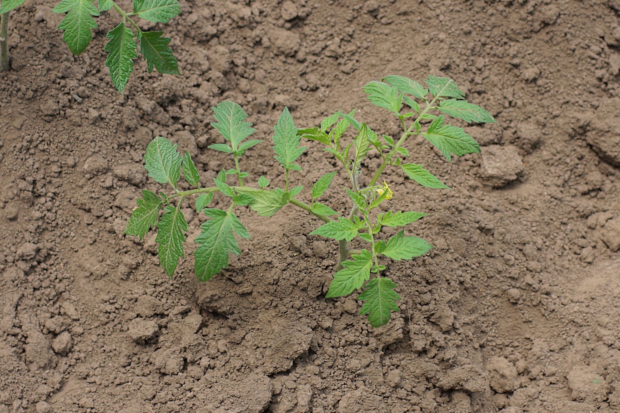Breakthrough Leachate Boosts Tomato Growth under