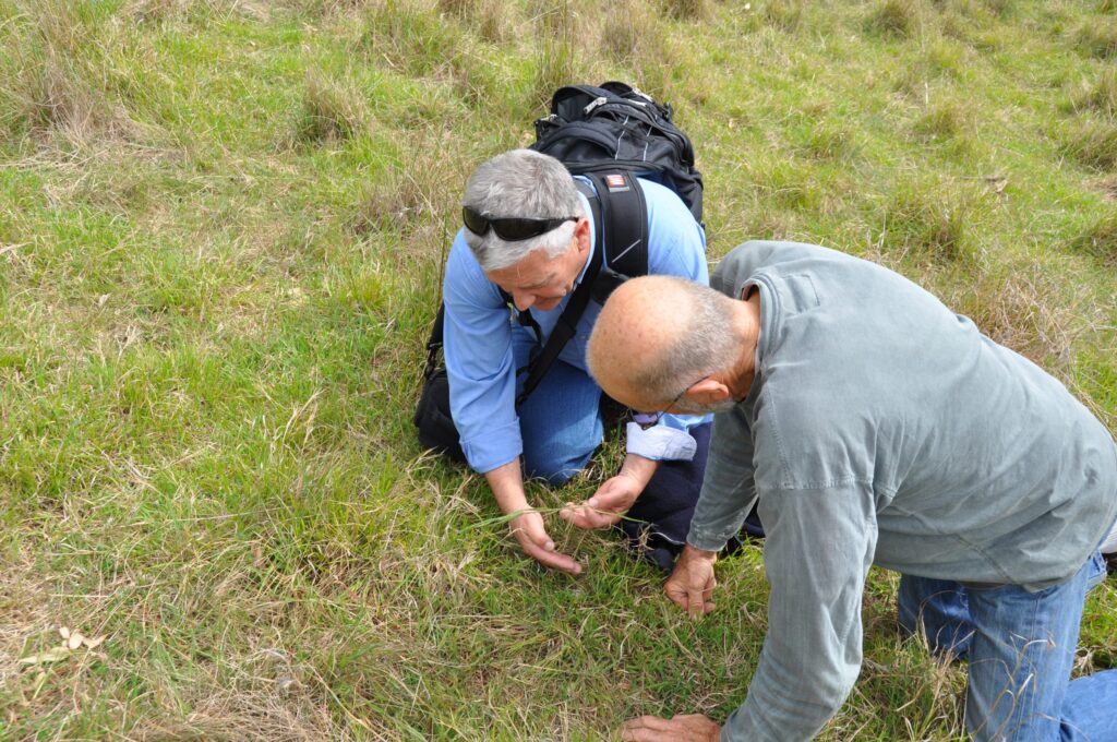 Inspecting grasses