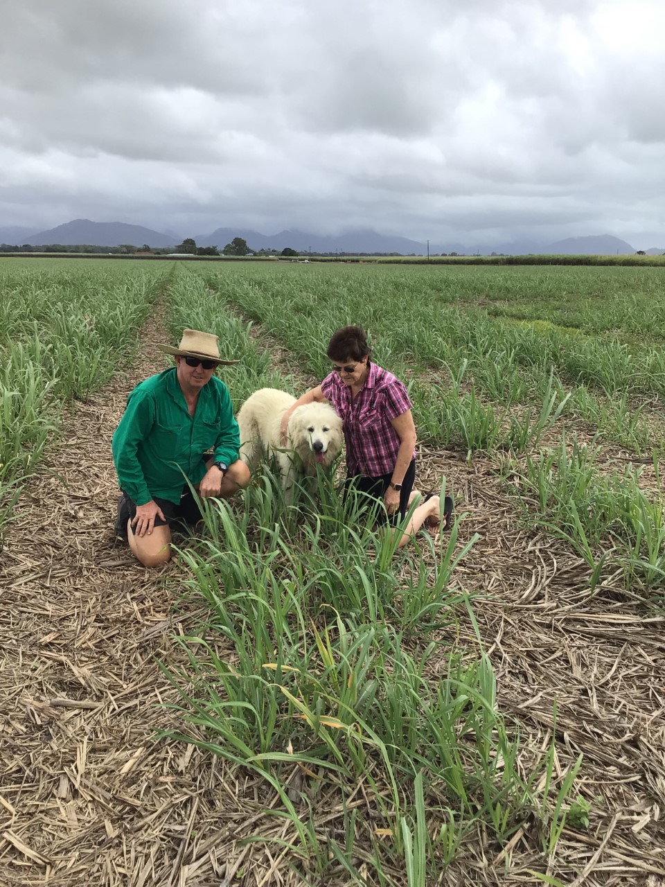 Product: Episode 22 – Increasing profitability in cane production with less inputs, Alan and Jenny Lynn - NutriSoil