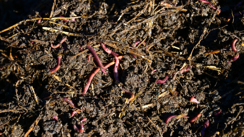 Composting Worms at NutriSoil