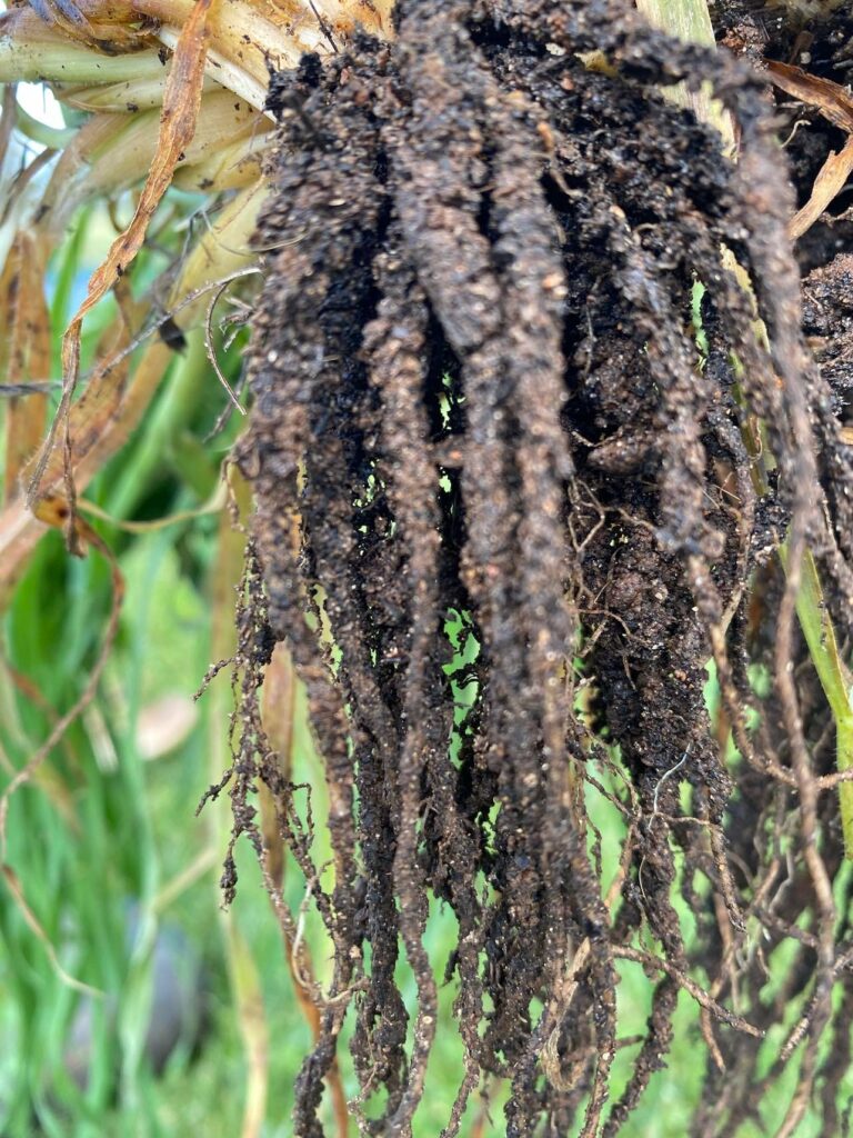 Well developed plant roots